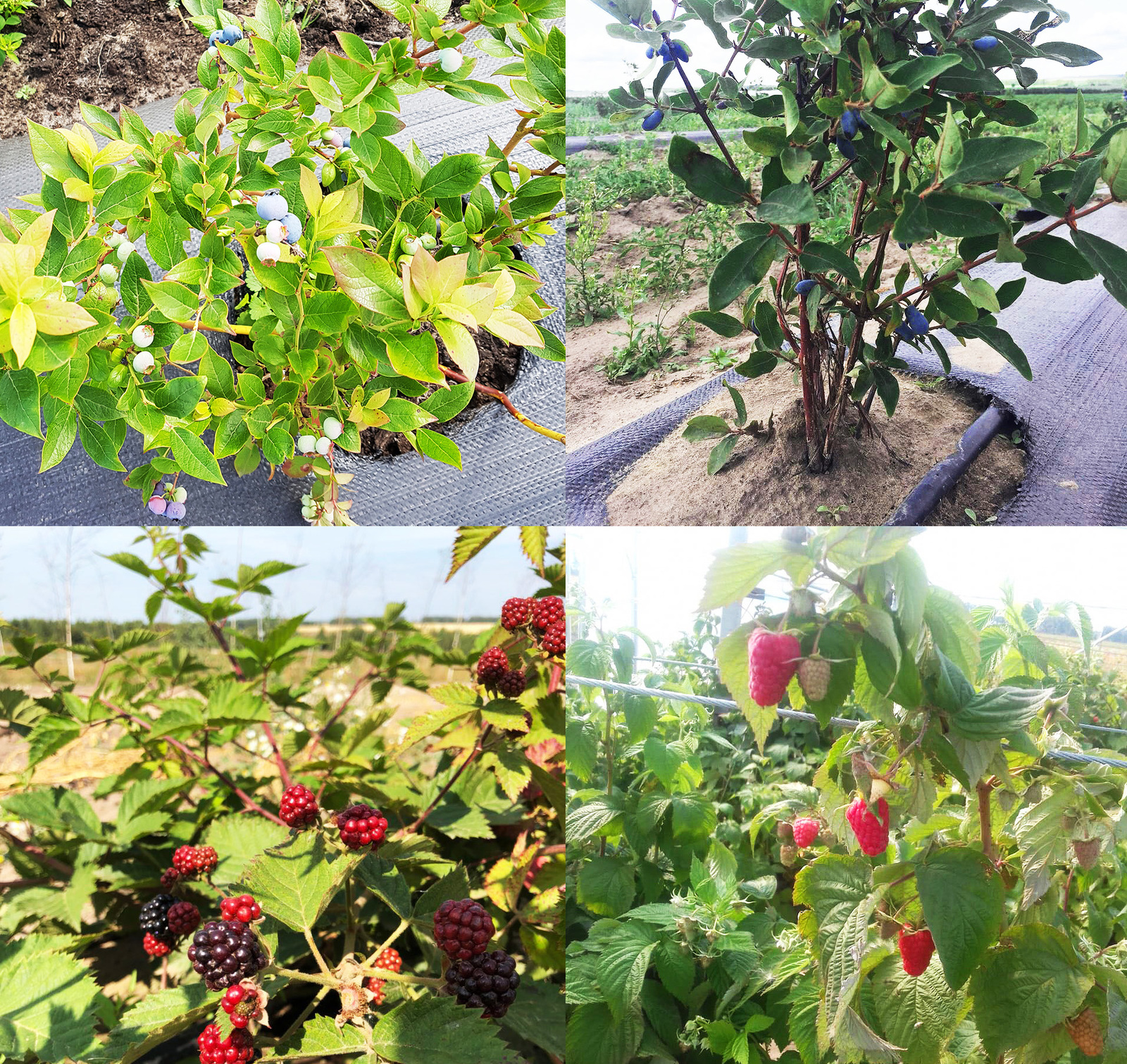 Подробно о выращивании ягод в промышленных масштабах Подробно о выращивании ягод в промышленных масштабах