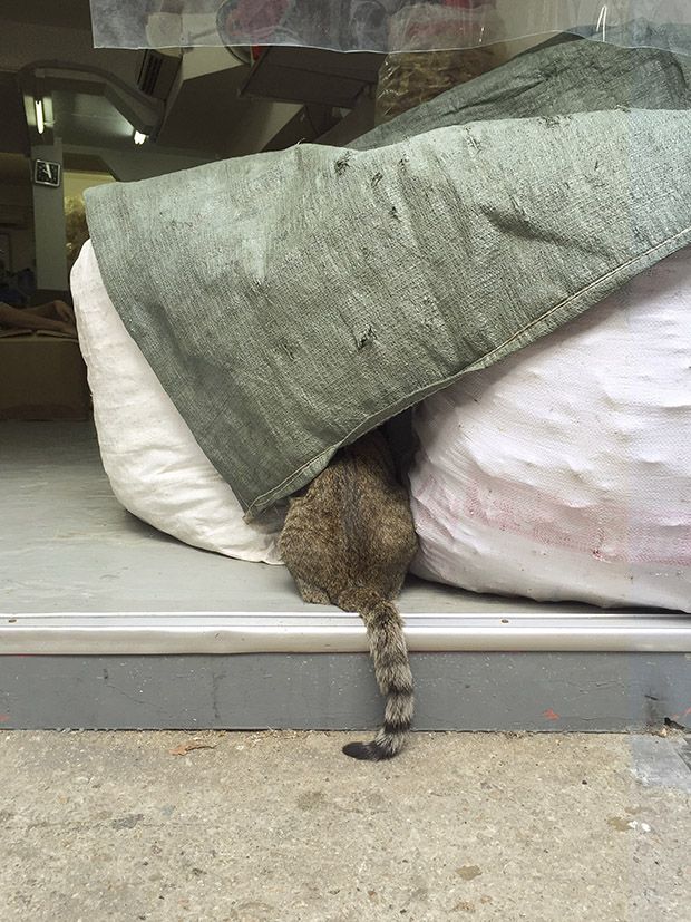 Коты магазинчиков Гонкога