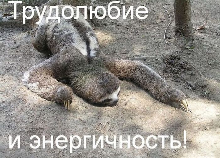 Порция картинок