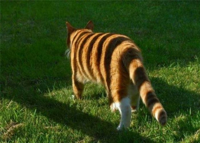 Фото, на которые следует смотреть дважды
