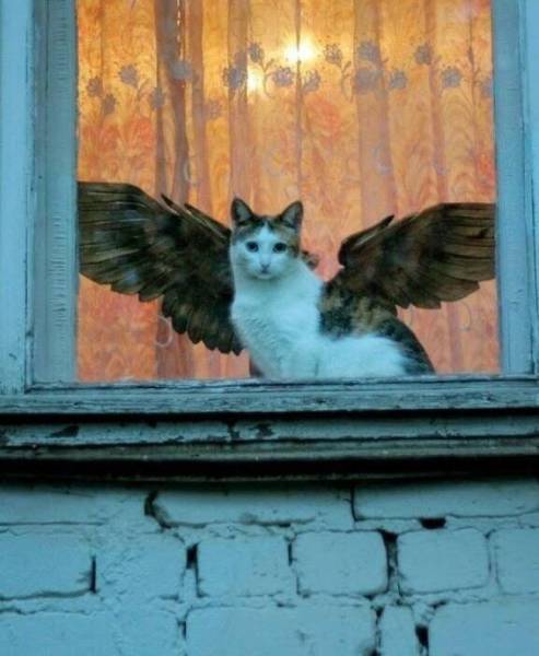 Фото, на которые следует смотреть дважды