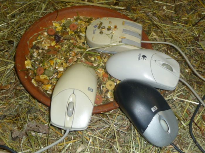 Приют для мышей