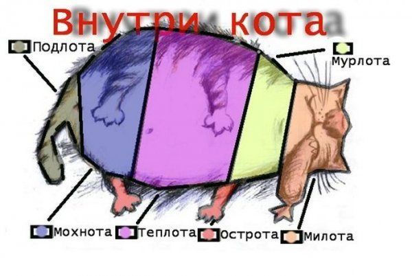 Прикольные картинки (92 фото)
