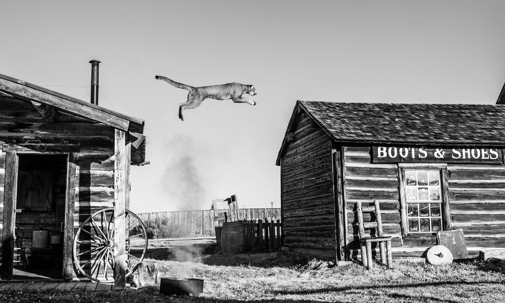 Сюрреалистические фотографии диких животных Дэвида Ярроу