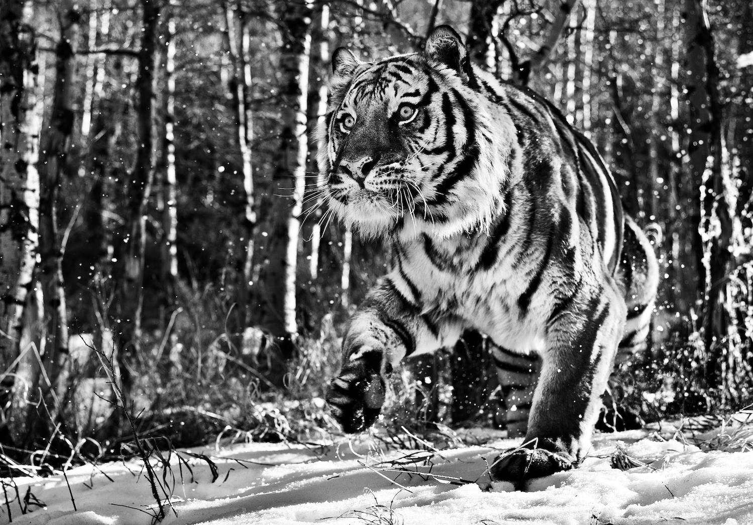 Сюрреалистические фотографии диких животных Дэвида Ярроу