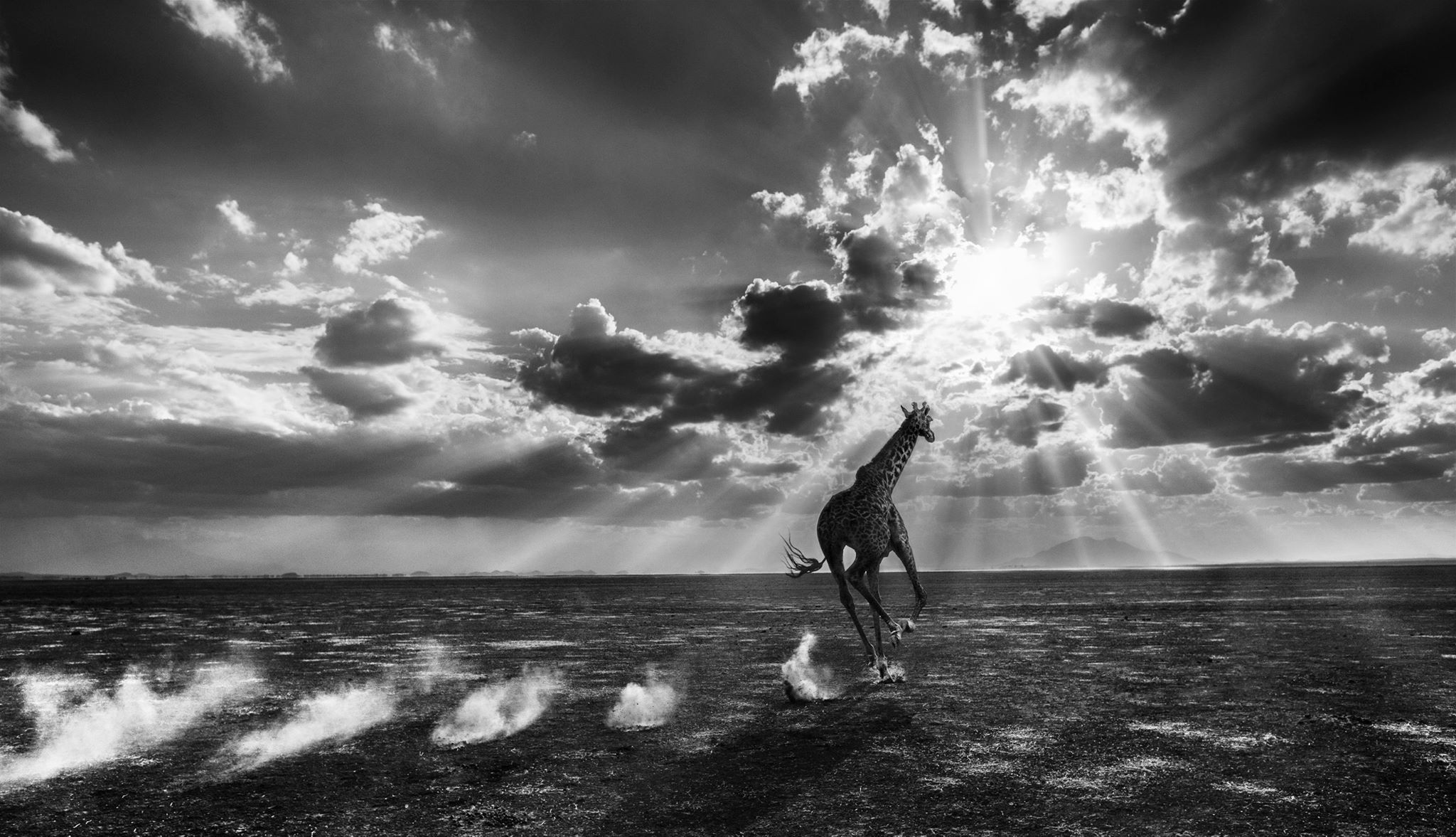 Сюрреалистические фотографии диких животных Дэвида Ярроу