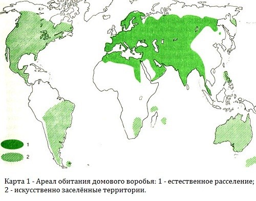 24 факта, о воробьях 24 факта, о воробьях