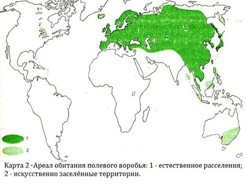 24 факта, о воробьях 24 факта, о воробьях