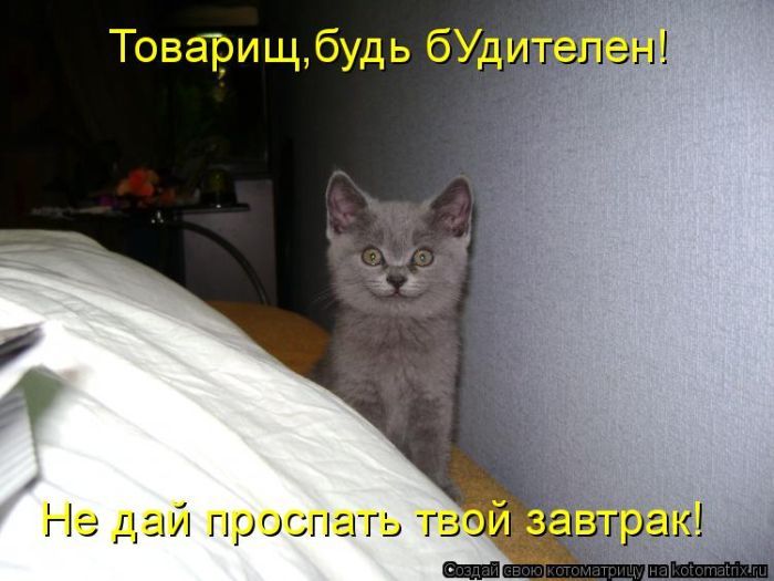 Лучшие котоматрицы недели