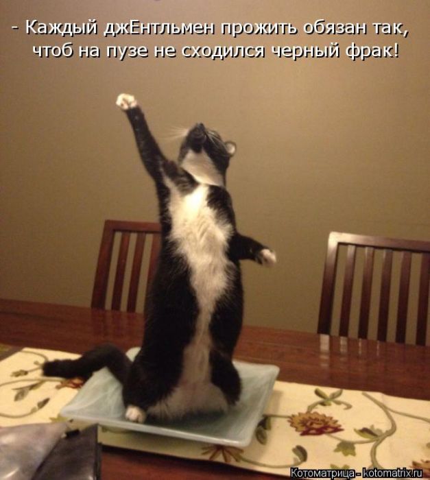 Лучшие котоматрицы недели