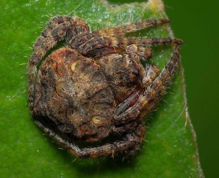 Пауки, которые умеют маскироваться