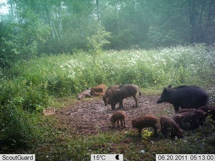 Подборка интересных снимков, сделанных фотоловушками
