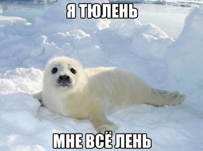 Прикольные картинки