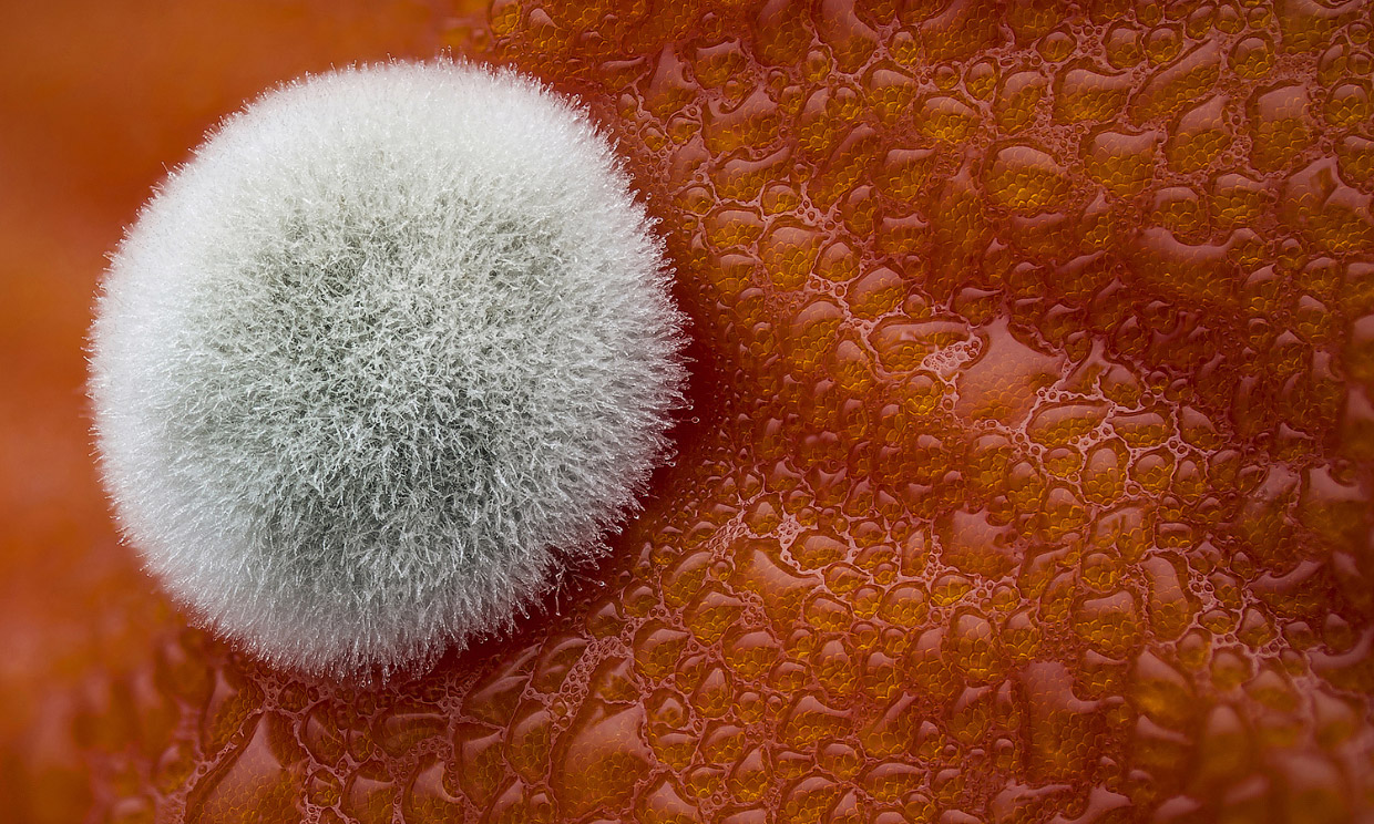Победители конкурса микрофотографии Nikon Small World 2017 Победители конкурса микрофотографии Nikon Small World 2017
