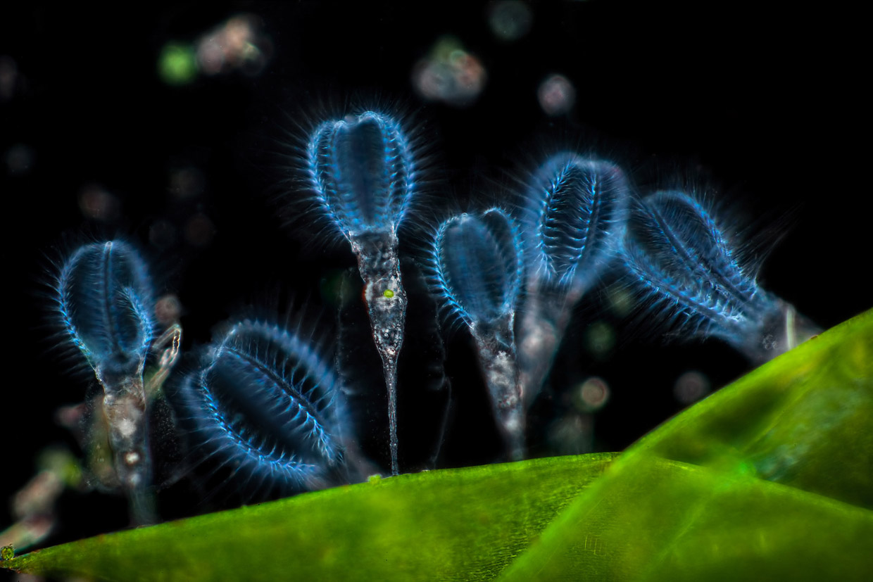 Победители конкурса микрофотографии Nikon Small World 2017 Победители конкурса микрофотографии Nikon Small World 2017