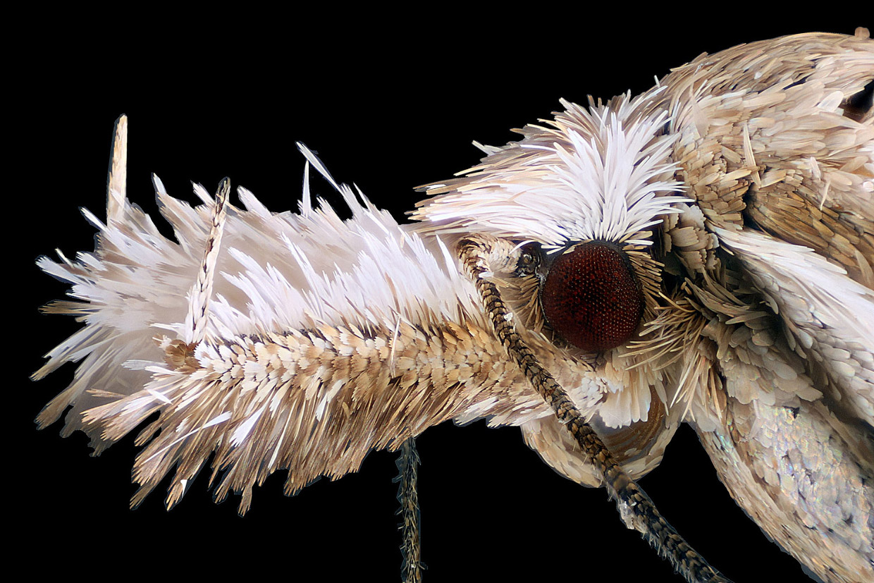 Победители конкурса микрофотографии Nikon Small World 2017 Победители конкурса микрофотографии Nikon Small World 2017