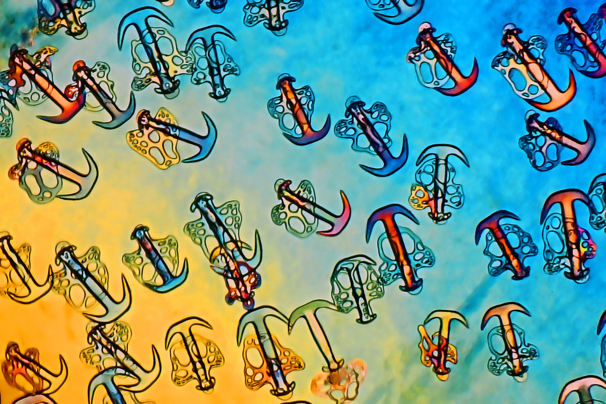 Победители конкурса микрофотографии Nikon Small World 2017 Победители конкурса микрофотографии Nikon Small World 2017