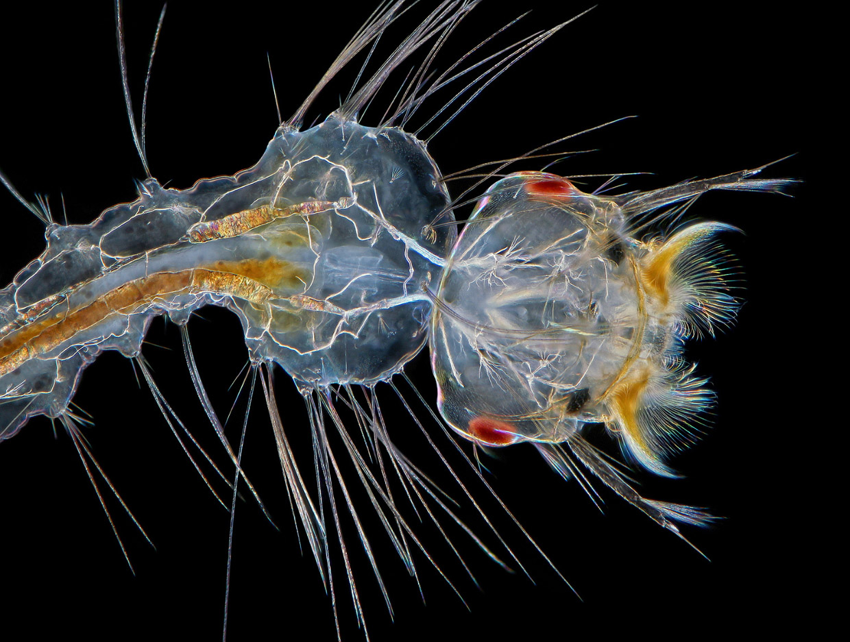 Победители конкурса микрофотографии Nikon Small World 2017 Победители конкурса микрофотографии Nikon Small World 2017