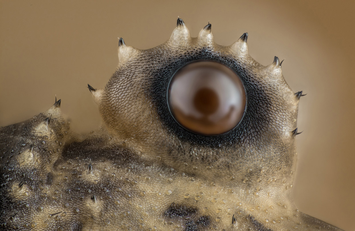 Победители конкурса микрофотографии Nikon Small World 2017 Победители конкурса микрофотографии Nikon Small World 2017