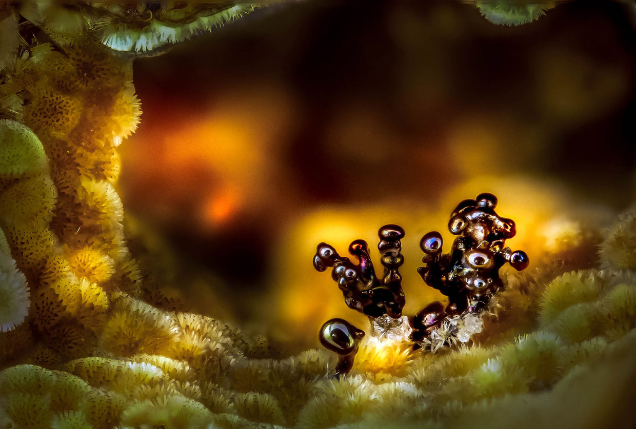 Победители конкурса микрофотографии Nikon Small World 2017 Победители конкурса микрофотографии Nikon Small World 2017