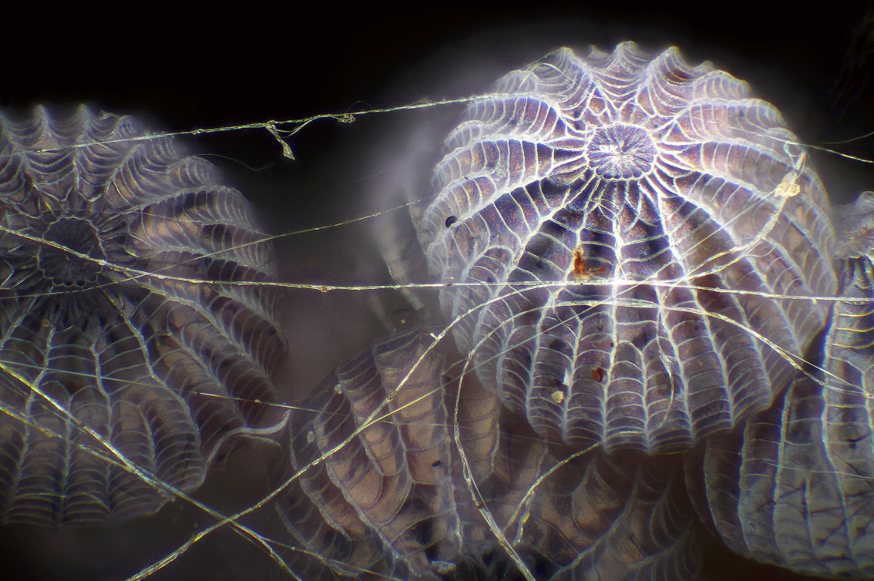 Победители конкурса микрофотографии Nikon Small World 2017 Победители конкурса микрофотографии Nikon Small World 2017