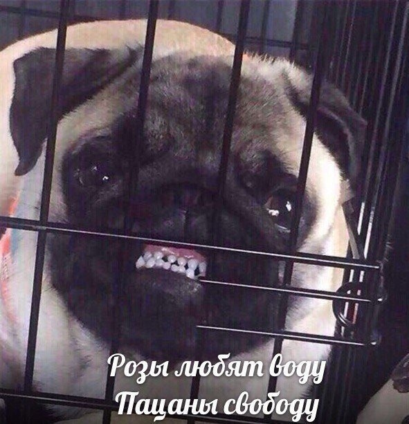 Нестандартный юмор с просторов сети