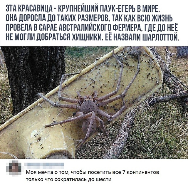 Юмор и комментарии из социальных сетей