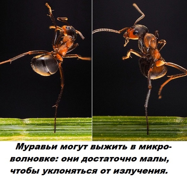 Бесполезные факты обо всем на свете