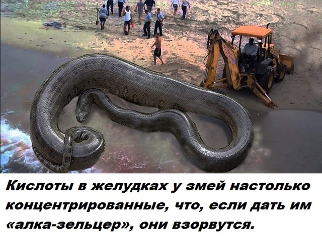 Бесполезные факты обо всем на свете