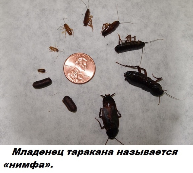 Бесполезные факты обо всем на свете