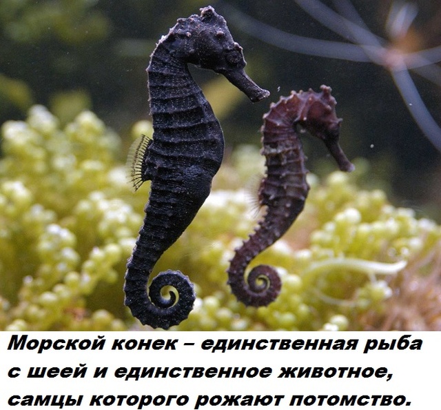 Бесполезные факты обо всем на свете