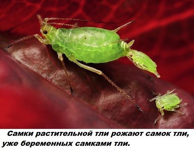 Бесполезные факты обо всем на свете