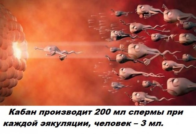 Бесполезные факты обо всем на свете