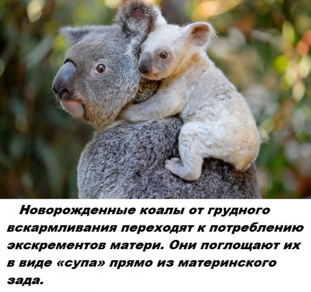 Бесполезные факты обо всем на свете