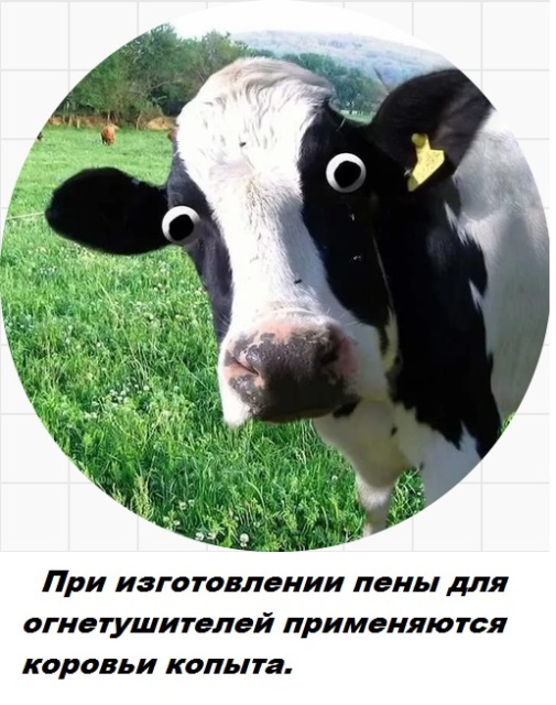 Бесполезные факты обо всем на свете