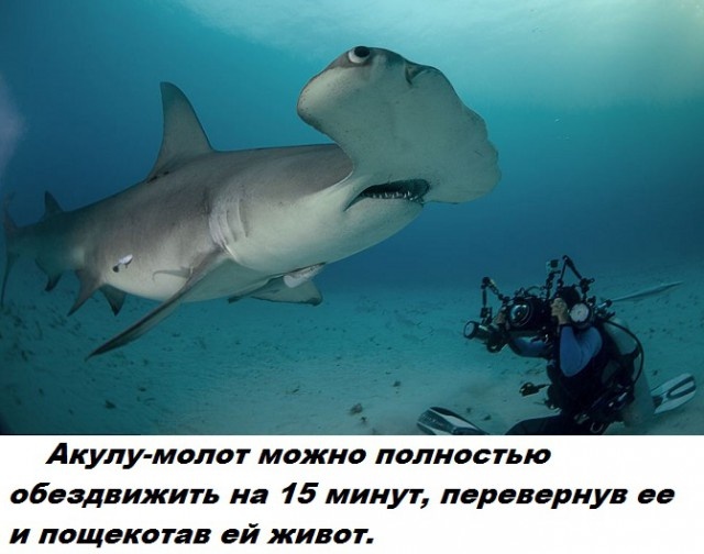 Бесполезные факты обо всем на свете