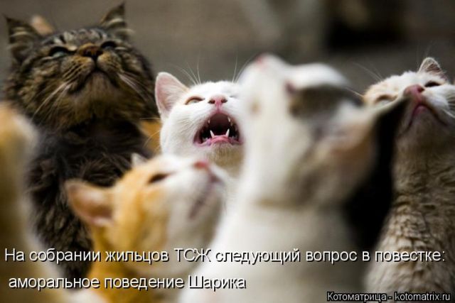 Лучшие котоматрицы недели