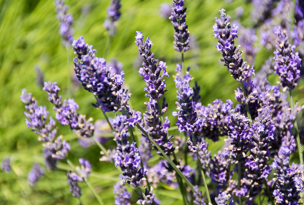Лаванда Прованса Лаванда Прованса