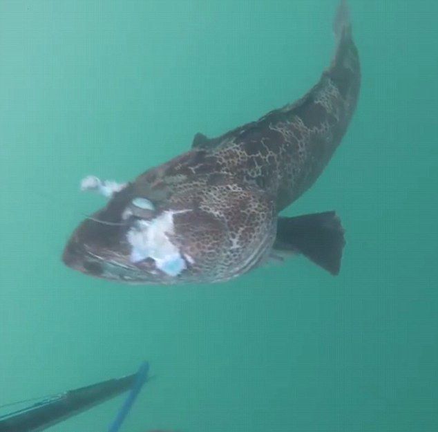 Рыбак поймал змеезуба с голубым мясом