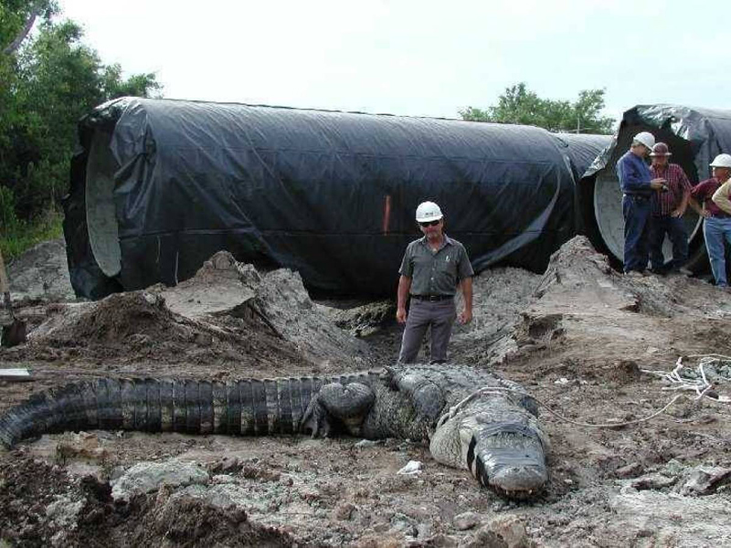 Самые поразительные находки из канализации Самые поразительные находки из канализации