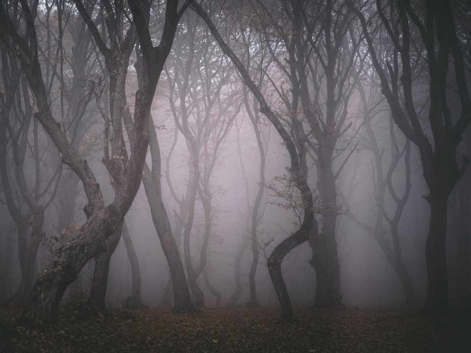 Самые жуткие леса планеты Самые жуткие леса планеты
