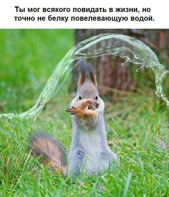 Порция картинок