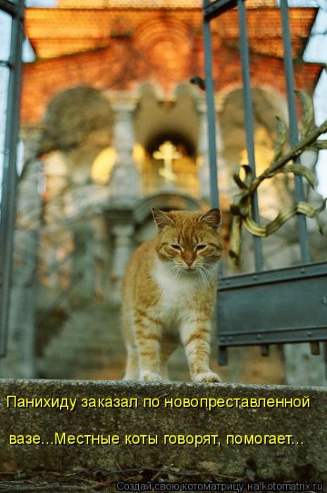 Лучшие котоматрицы недели