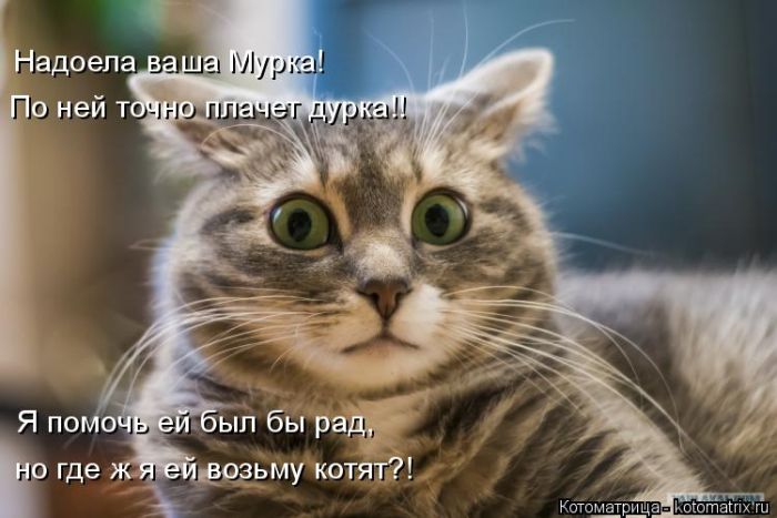 Лучшие котоматрицы недели