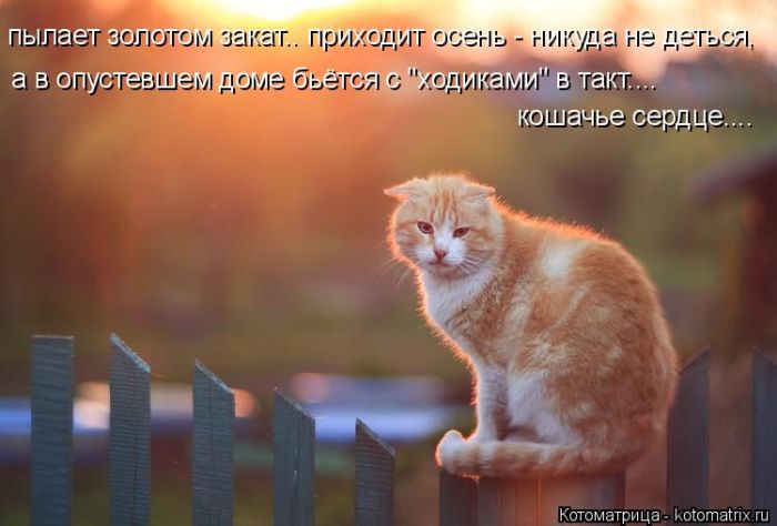 Лучшие котоматрицы недели