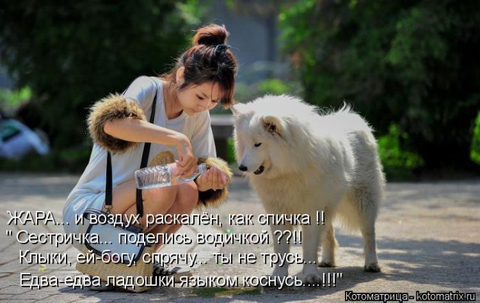 Лучшие котоматрицы недели
