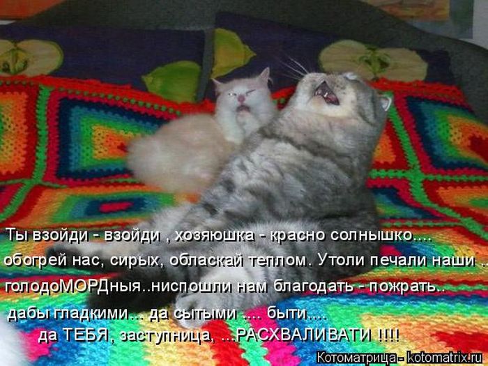 Лучшие котоматрицы недели