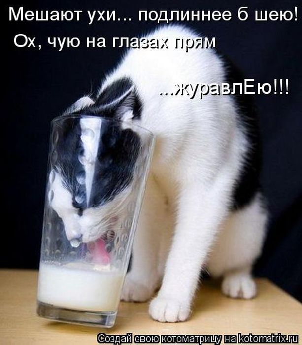 Лучшие котоматрицы недели