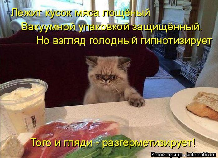 Лучшие котоматрицы недели