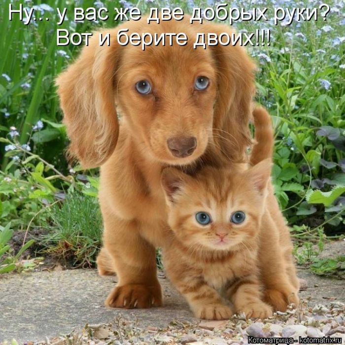 Лучшие котоматрицы недели
